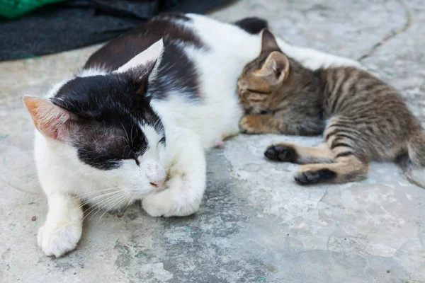 Kot na podłodze i kanały kotek — Zdjęcie stockowe