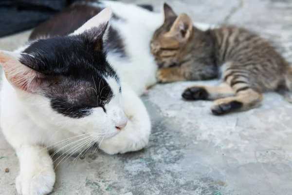 Gato deitado no chão e alimenta o gatinho — Fotografia de Stock