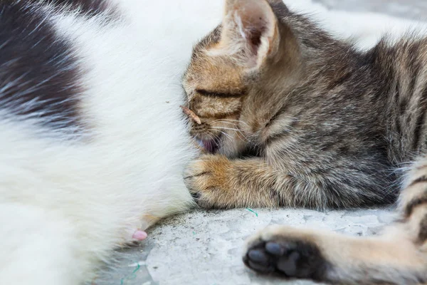 Gato acostado en el suelo y alimenta al gatito — Foto de Stock