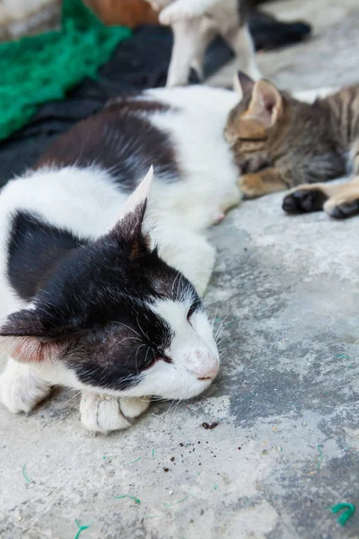 Кіт лежить на підлозі і годує кошеня — стокове фото