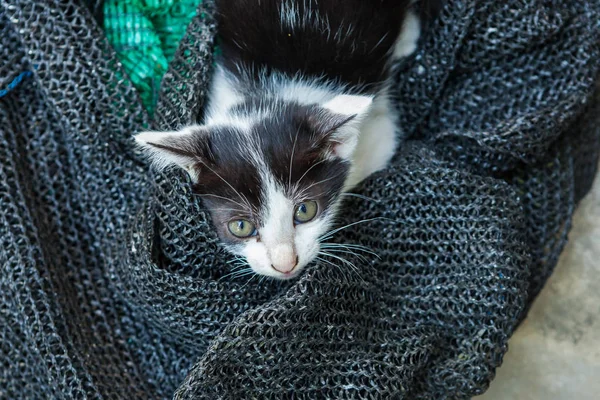 Gatito jugando con una malla que fue puesta a un lado . — Foto de Stock