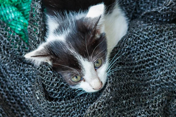 Gatito jugando con una malla que fue puesta a un lado . — Foto de Stock