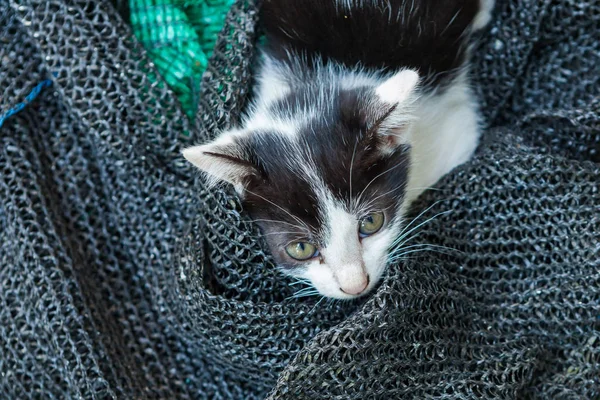 Gatito jugando con una malla que fue puesta a un lado . — Foto de Stock