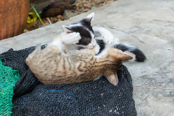 Gatito jugando con una malla que fue puesta a un lado . — Foto de Stock