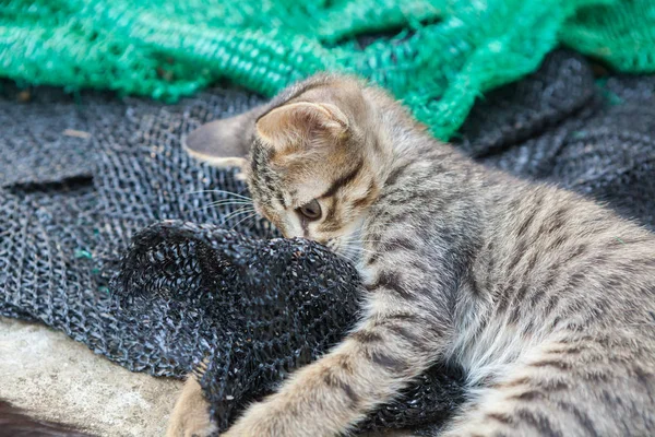 Gatito jugando con una malla que fue puesta a un lado . — Foto de Stock