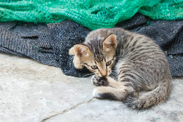 Gatito jugando con una malla que fue puesta a un lado . — Foto de Stock