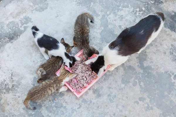 Evsiz kedi ve küçük kedicik pirinç yemeği yeme — Stok fotoğraf