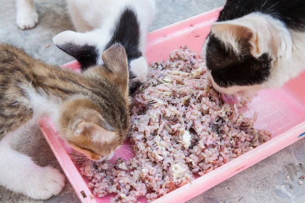 Gato sin hogar y poco gatito comer arroz en plato — Foto de Stock