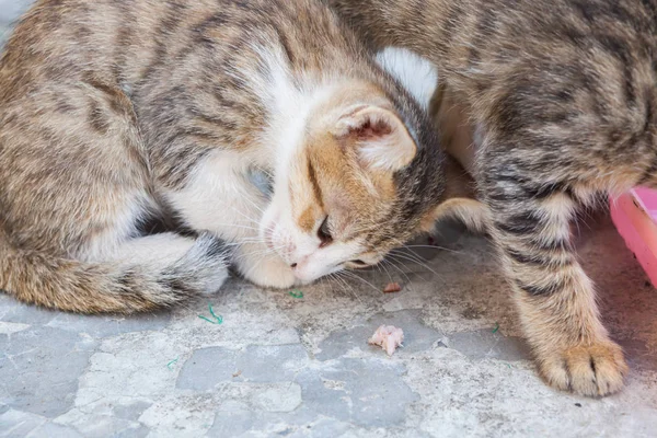 Küçük kedi kentlerinden biri sokakta oturan — Stok fotoğraf