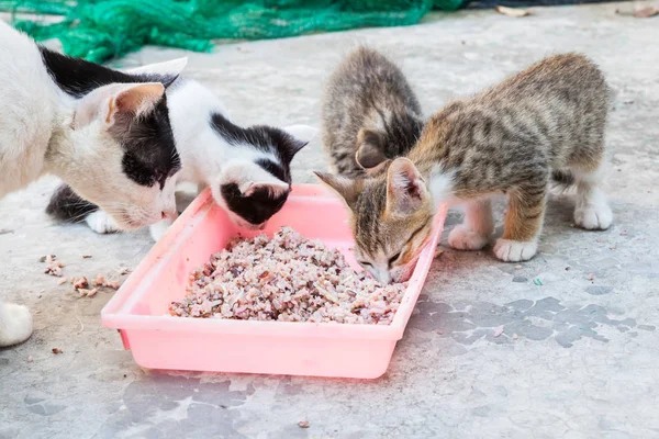 Gato sin hogar y poco gatito comer arroz en plato — Foto de Stock