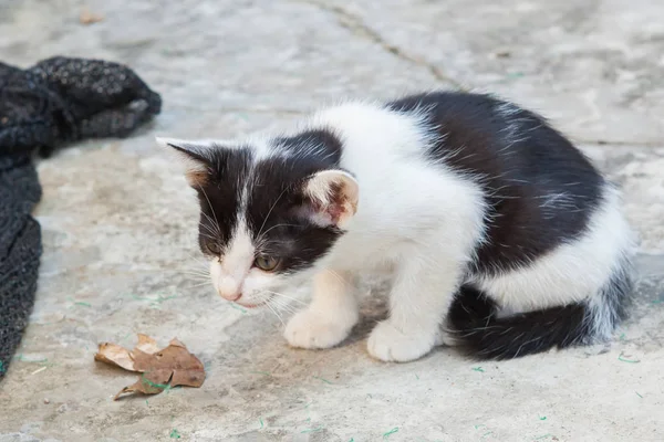 Маленькая кошка сидит на улице в одном из городов — стоковое фото