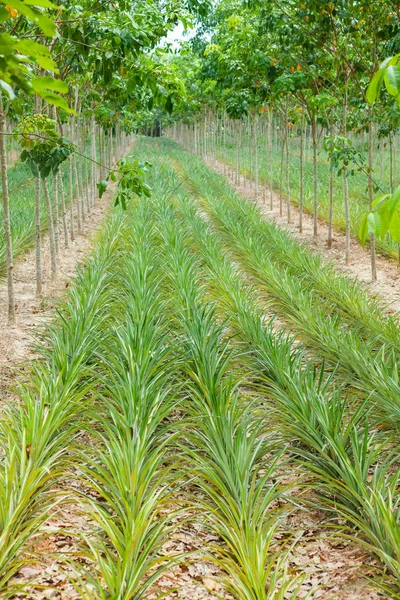 Campo di piante di ananas nel giardino di gomma — Foto Stock