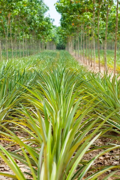 Campo di piante di ananas nel giardino di gomma — Foto Stock