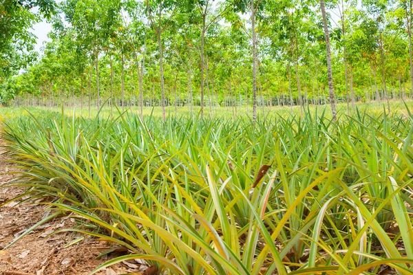 Pineapple plant field in rubber garden — Stock Photo, Image