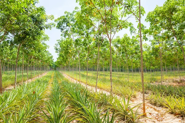 Ananas lastik bahçe bitki alanında — Stok fotoğraf