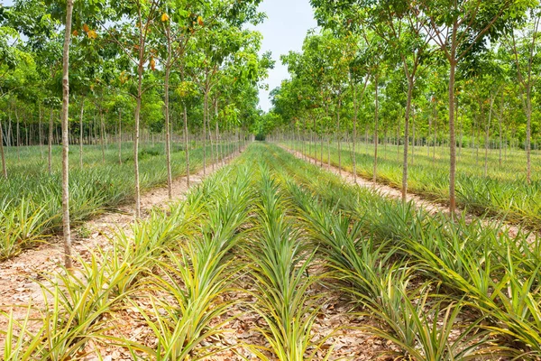 Pineapple plant field in rubber garden Stock Picture