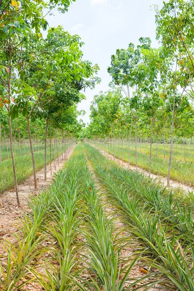 Ananas växt fältet i gummi trädgård Royaltyfria Stockfoton