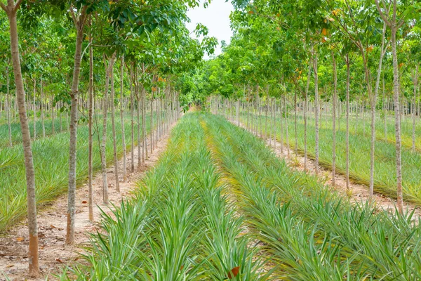 Ananas växt fältet i gummi trädgård Stockfoto