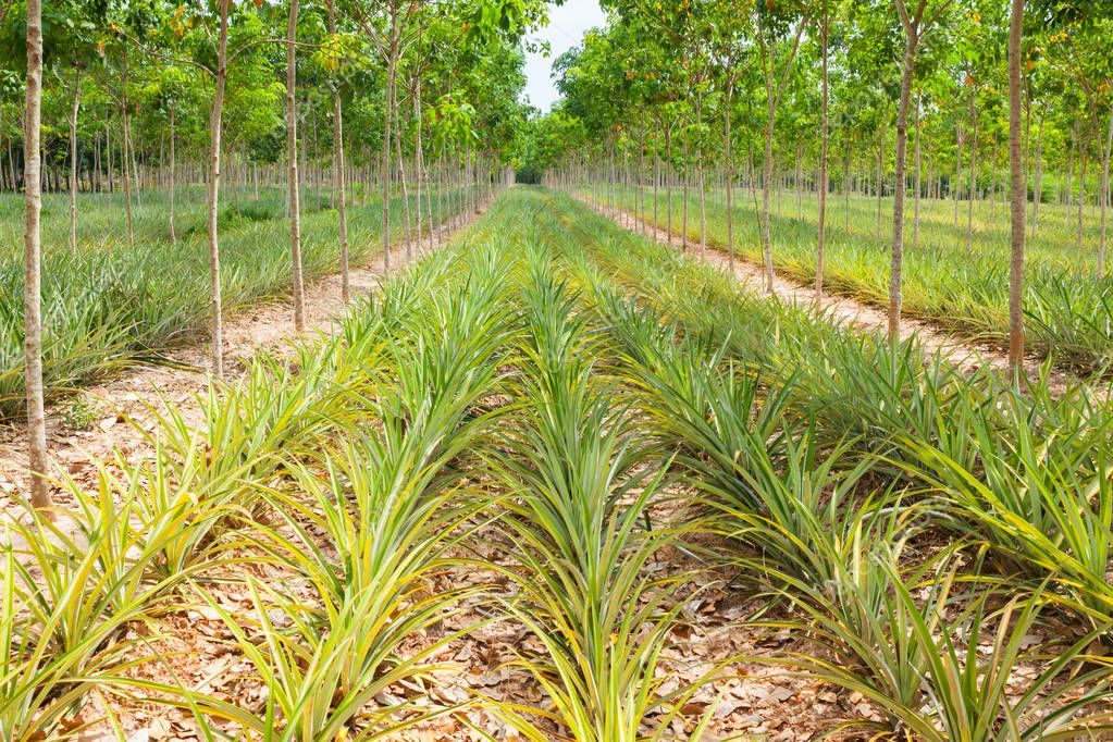 Pineapple plant field in rubber garden — Stock Photo