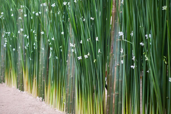 Decorations for wedding — Stock Photo, Image