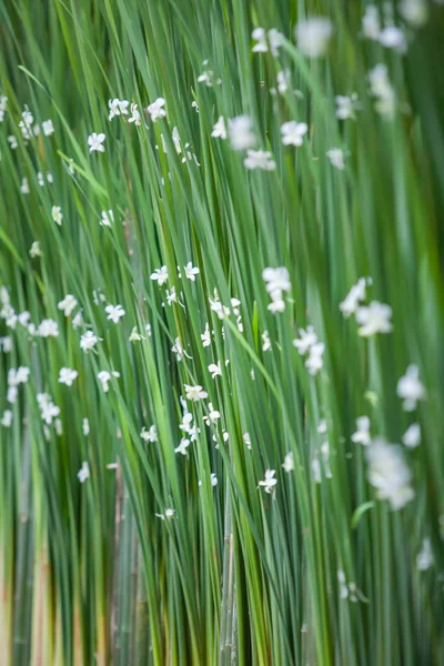 Dekorace pro svatbu — Stock fotografie