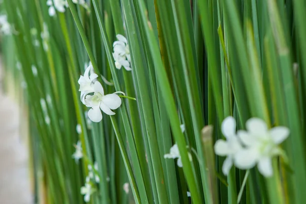 Tayland 'da düğün için dekorasyon