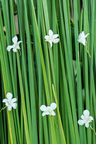 Décorations pour mariage — Photo