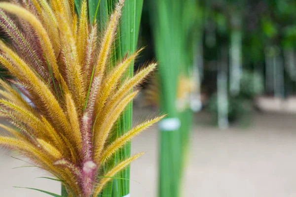 Matrimonio decorazioni floreali sulla spiaggia in Thailandia — Foto Stock