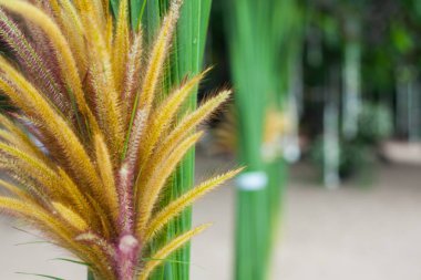 Çiçek süslemeleri Tayland sahilde düğün