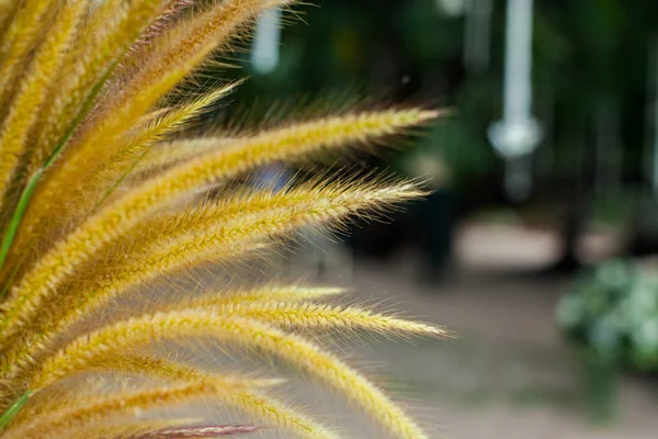 Bröllop blomsterdekorationer på stranden i Thailand — Stockfoto