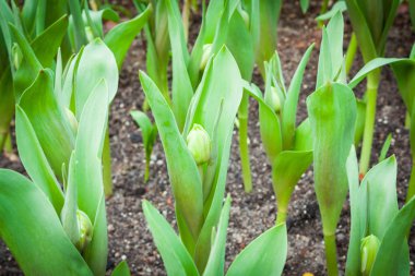 Güzel bir buket lale..