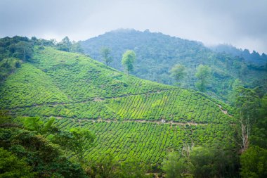 Cameron Highlands, Malezya 'daki çay çiftliği..