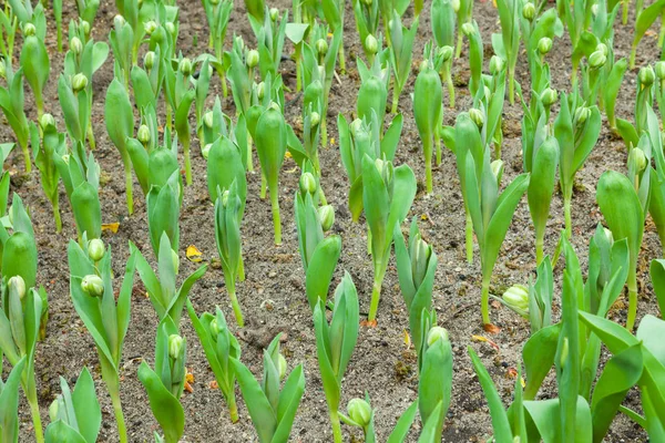 Schöner Strauß Tulpen. — Stockfoto