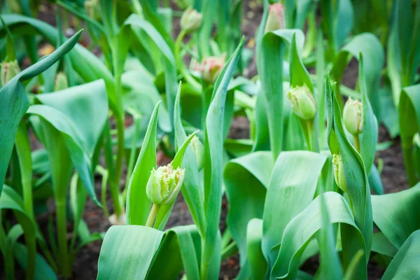 Beautiful bouquet of tulips. — Stock Photo, Image