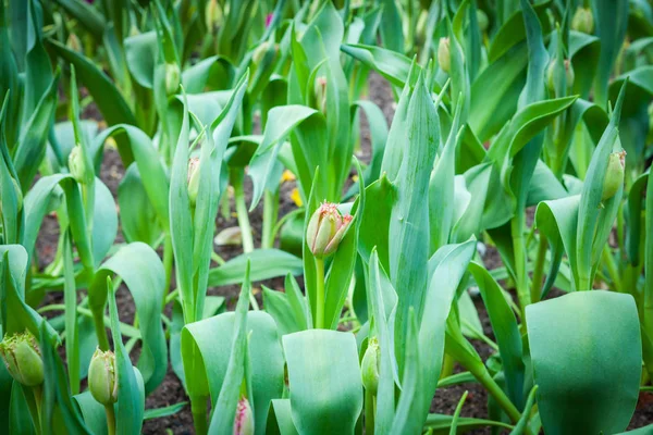 Belo buquê de tulipas. — Fotografia de Stock