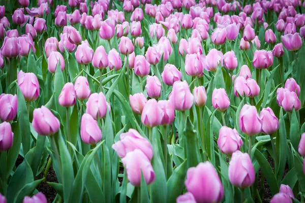 Mooi boeket tulpen. — Stockfoto