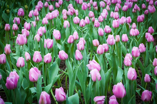 Mooi Boeket Tulpen Kleurrijke Tulip Het Park Singapore — Stockfoto