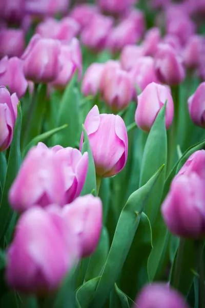 Mooi boeket tulpen. — Stockfoto
