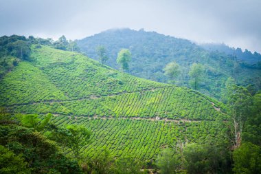 Cameron Highlands, Malezya 'daki çay çiftliği..