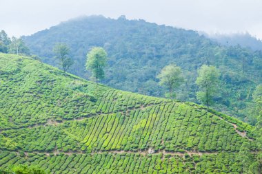 Cameron Highlands, Malezya 'daki çay çiftliği..