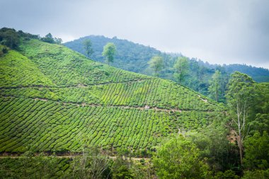 Cameron Highlands, Malezya 'daki çay çiftliği..