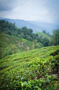 Cameron Highlands, Malezya 'daki çay çiftliği..