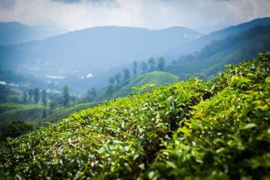 Cameron Highlands, Malezya 'daki çay çiftliği..
