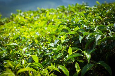 Cameron Highlands, Malezya 'daki çay çiftliği..