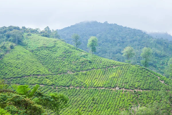 Cameron Highlands, Malezya 'daki çay çiftliği..