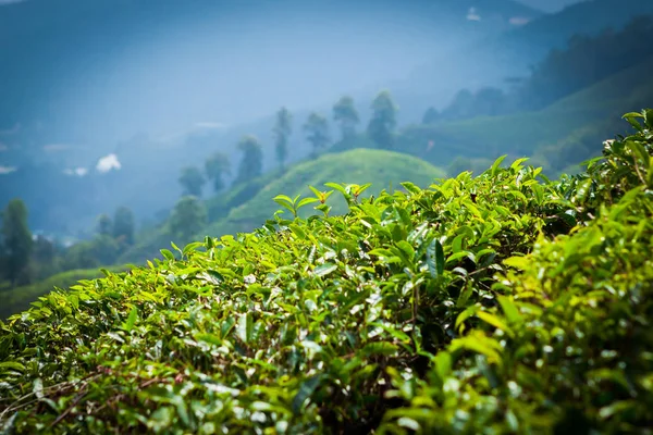 Theeplantage in cameron hooglanden, malaysia. — Stockfoto