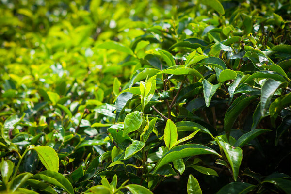 Tea Plantation in Cameron Highlands, Malaysia.