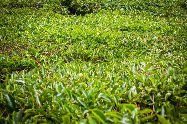 マレーシアのキャメロンハイランドにある茶畑で. — ストック写真