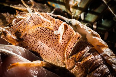 Açık büfedeki deniz ürünleri düğün yemeğine hazırlanıyor.