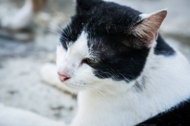 Kırsal kesimde bir evin önünde yatan kedi..